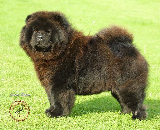 Chow Chow 9B011D-08.JPG